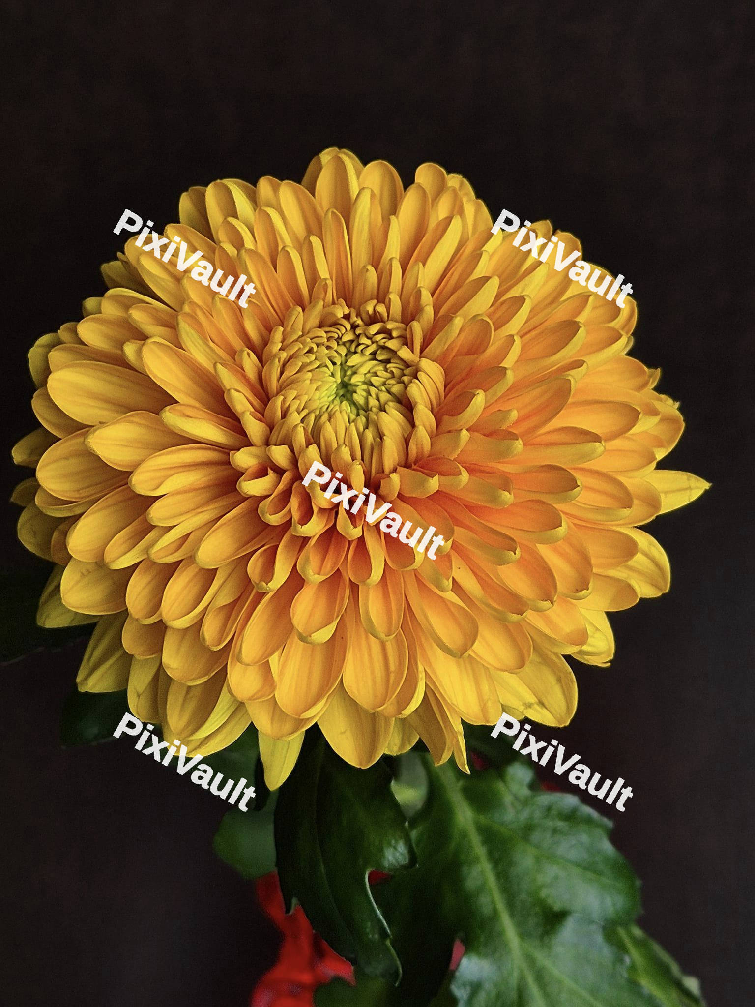 Yellow Dahlia flower